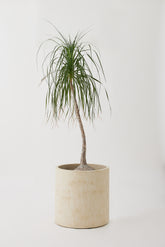 Nero Planter, Micro-Cement Pot